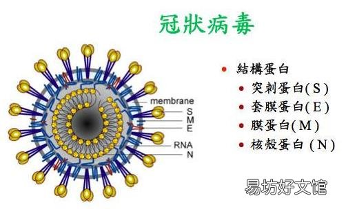 24问新型冠状病毒肺炎乙类传染病 事实到勘谬最全知识点