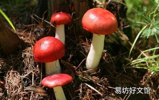红菇有什么功效?红菇的做法