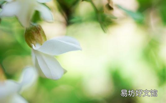 谷雨时节吃槐花 槐花的吃法