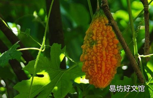 被外国人深深误解的中国水果 西瓜竟排第1名