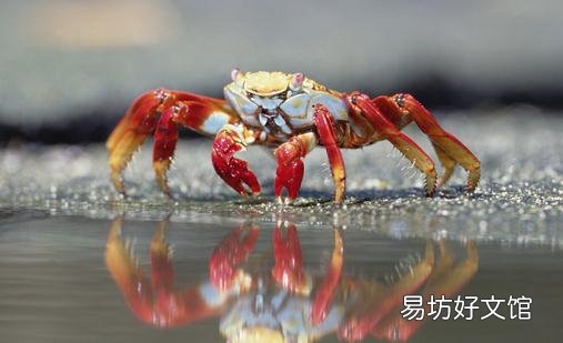 如何挑选好的螃蟹?