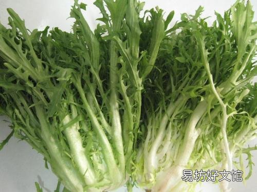 苦菊的营养价值-苦菊有什么功效