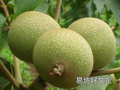 吃核桃有什么好处?核桃的功效与作用