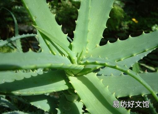 芦荟的功效与作用-服用芦荟的副作用