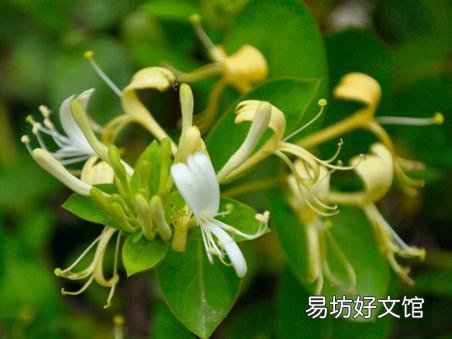 吃金银花有什么好处?金银花的功效与作用