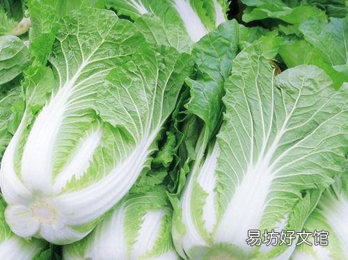 大白菜的营养价值-大白菜的食用功效