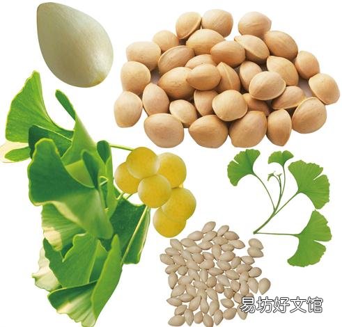 白果的功效与作用-吃白果有什么好处