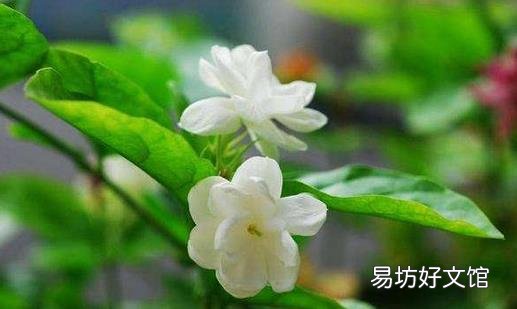 茉莉怎么吃？茉莉可清热解毒