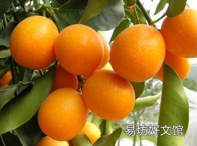 金桔的功效与作用-金桔的营养价值