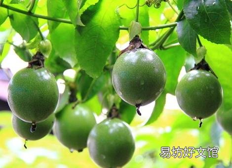 罗汉果怎么泡水喝?罗汉果泡水的作用