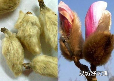 辛夷花的功效与作用-辛夷花的食用方法