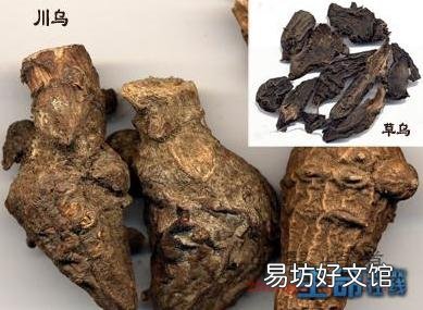 乌头的功效与作用-乌头的药用价值