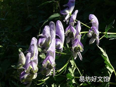 乌头的功效与作用-乌头的药用价值