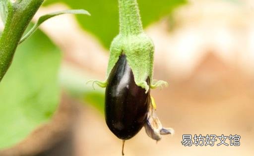 茄子的烹饪方法有哪些