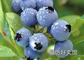 吃蓝莓有什么好处?蓝莓怎么吃?蓝莓的功效与作用