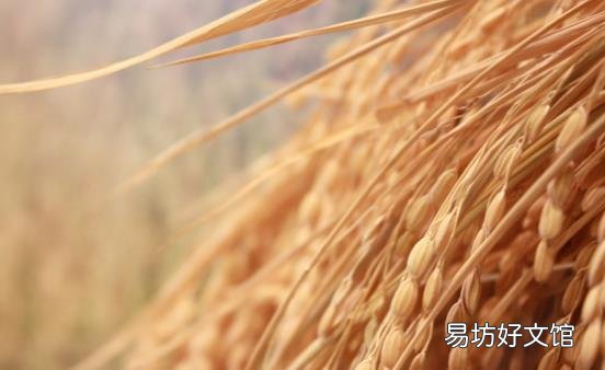 挑米无需高大上老经验都错了 买散装米要做到六看