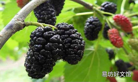 桑葚果酱的制作方法及技巧 桑葚果酱的保存方法