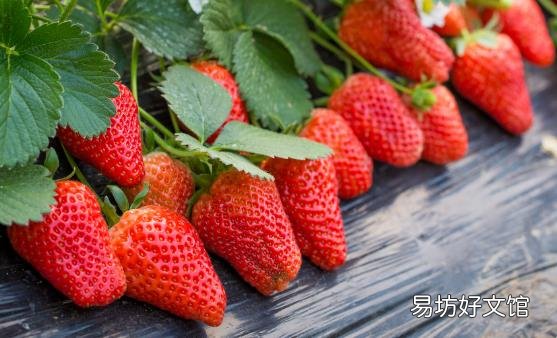 挑选草莓的小窍门 过大过重的草莓不要买