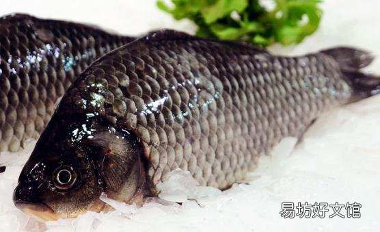 喝鲫鱼汤可以调节肠胃 烹制奶白鲫鱼汤的秘诀及禁忌