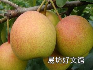 怎样挑选梨?如何挑选到好吃的梨