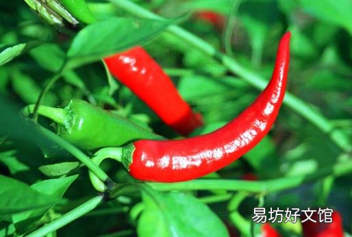 如何挑选新鲜辣椒?辣椒的挑选方法