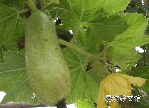 角瓜的营养价值-角瓜的功效与作用