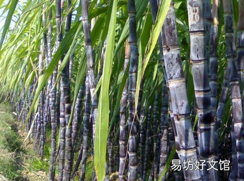甘蔗的营养价值-甘蔗的功效与作用