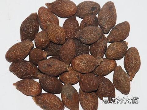 胖大海的功效与作用-胖大海有什么副作用吗