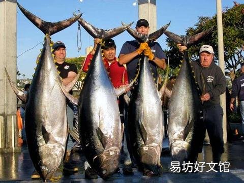 金枪鱼的营养价值-金枪鱼的食用功效