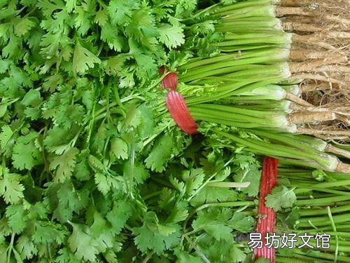 香菜的功效与作用,香菜的副作用,吃香菜杀精or壮阳