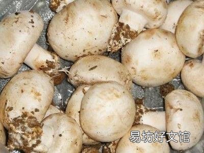 口蘑的营养价值-口蘑怎么吃更好