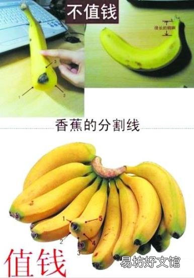 是香蕉还是芭蕉?芭蕉和香蕉的区别