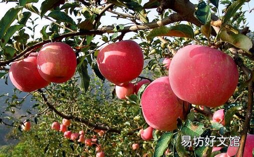 如何选购到上好的苹果?