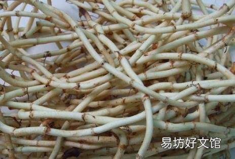 吃折耳根好吗?鱼腥草的功效与作用