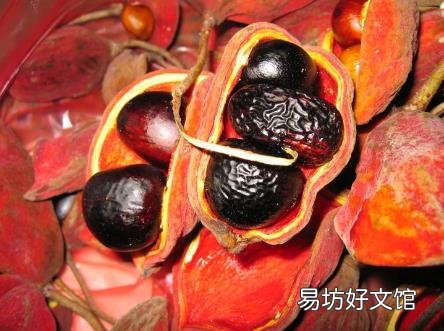 吃苹婆有什么好处?苹婆的功效与作用