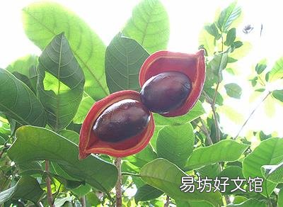 吃苹婆有什么好处?苹婆的功效与作用