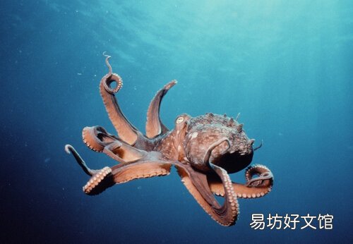 章鱼的营养价值与功效-章鱼的适宜人群