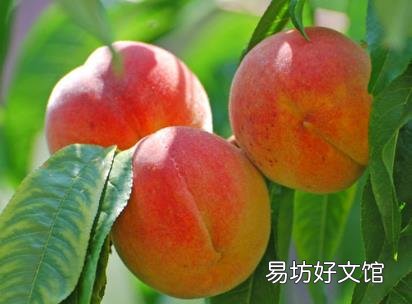 桃子如何保存?桃子的储存方法