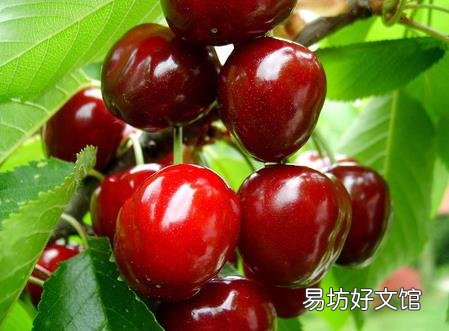 吃樱桃有什么好处?樱桃的营养价值、功效与作用