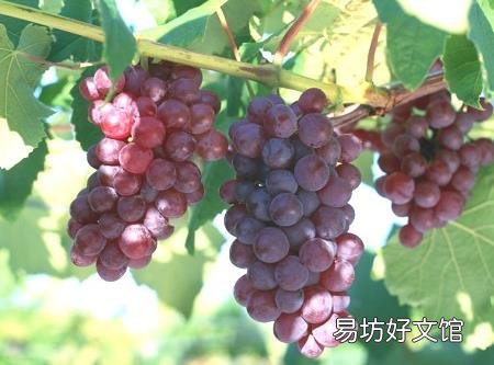 如何挑选葡萄?什么样的葡萄最甜