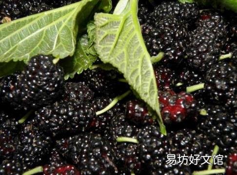 如何挑选新鲜桑葚?桑葚的挑选方法