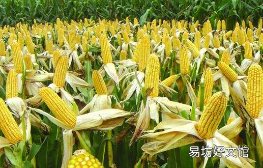 怎么挑选出好吃的玉米 玉米保存比较好