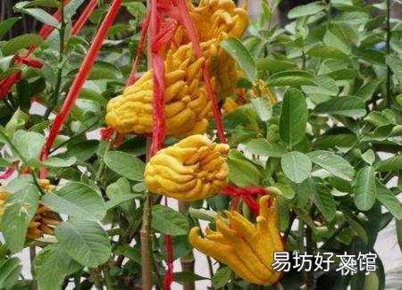 佛手的营养价值-佛手的功效与作用