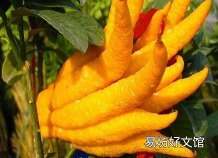 佛手的营养价值-佛手的功效与作用