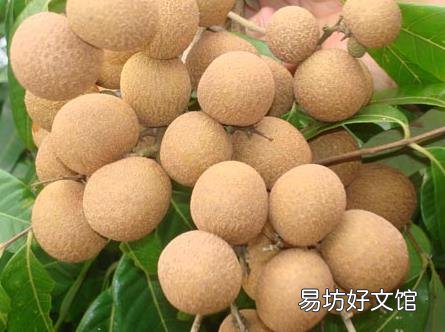 如何挑选桂圆?与桂圆搭配相宜的食物有哪些