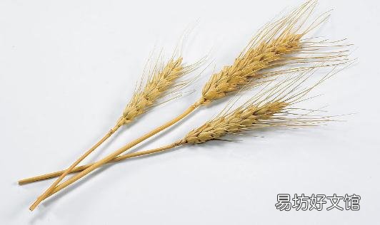 吃燕麦有什么功效?燕麦怎么吃营养?