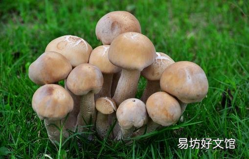 蘑菇学挑选 美味更保健