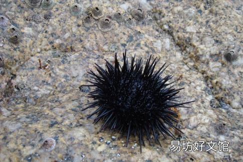 海胆味独特 选购看重量