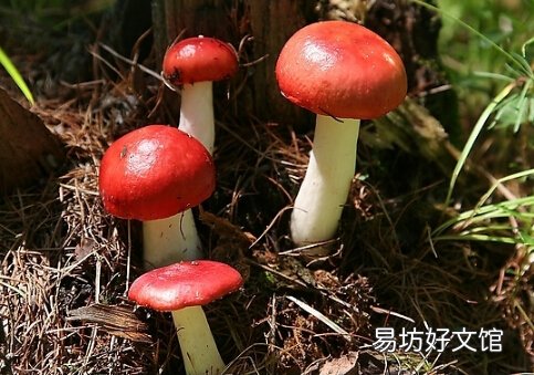 红菇的做法-红菇的功效与作用