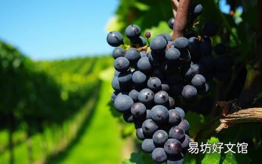 夏天7个方法 教你挑选好葡萄